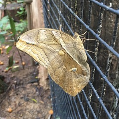 Eryphanis