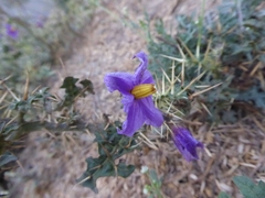Solanum virginianum