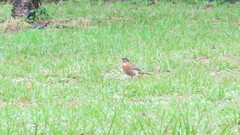 Turdus naumanni