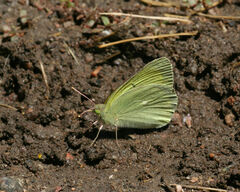 Colias alexandra