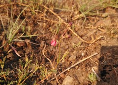 Hermannia erodioides