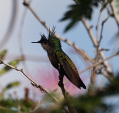 Orthorhyncus cristatus