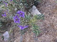 Solanum virginianum