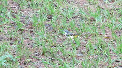 Motacilla cinerea cinerea