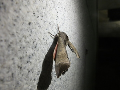 Marumba gaschkewitschii