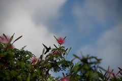 Orthorhyncus cristatus