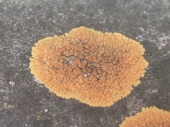 Variospora flavescens