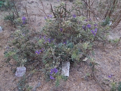Solanum virginianum