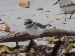 Charadrius hiaticula tundrae