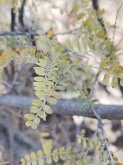 Eysenhardtia polystachya