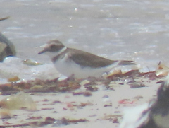 Charadrius hiaticula tundrae