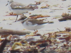 Charadrius hiaticula tundrae