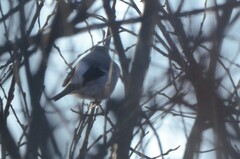 Pyrrhula pyrrhula cineracea