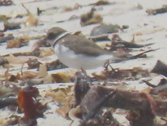 Charadrius hiaticula tundrae