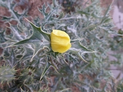 Argemone mexicana