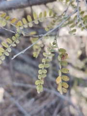 Eysenhardtia polystachya