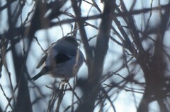 Pyrrhula pyrrhula cineracea