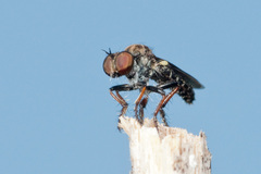 Hadrokolos texanus