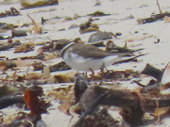 Charadrius hiaticula tundrae