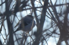 Pyrrhula pyrrhula cineracea