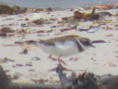 Charadrius hiaticula tundrae