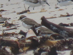 Charadrius hiaticula tundrae