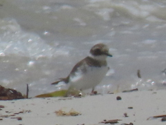Charadrius hiaticula tundrae