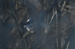 Pyrrhula pyrrhula cineracea