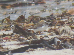 Charadrius hiaticula tundrae
