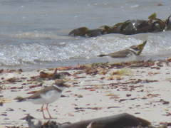 Charadrius hiaticula tundrae