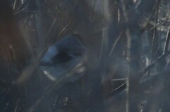 Pyrrhula pyrrhula cineracea