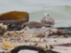 Charadrius hiaticula tundrae