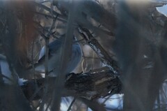 Pyrrhula pyrrhula cineracea