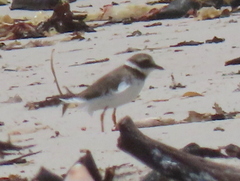 Charadrius hiaticula tundrae