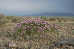 Acanthophyllum pungens