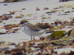 Charadrius hiaticula tundrae