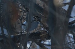 Pyrrhula pyrrhula cineracea