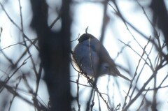 Pyrrhula pyrrhula cineracea