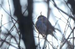 Pyrrhula pyrrhula cineracea