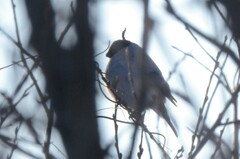 Pyrrhula pyrrhula cineracea