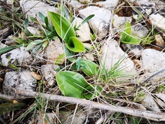 Himantoglossum robertianum