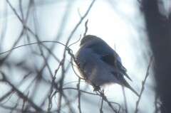 Pyrrhula pyrrhula cineracea