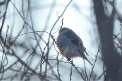 Pyrrhula pyrrhula cineracea
