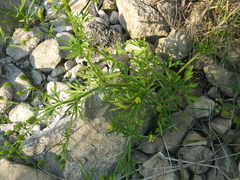 Ranunculus chinensis