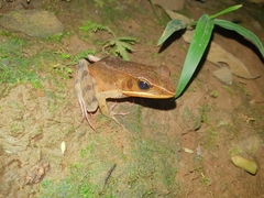 Lithobates warszewitschii