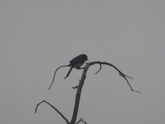 Dicrurus caerulescens