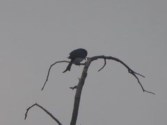 Dicrurus caerulescens