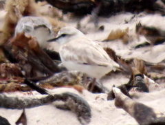 Charadrius marginatus marginatus