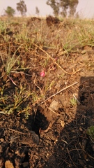 Hermannia erodioides