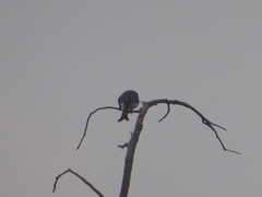 Dicrurus caerulescens